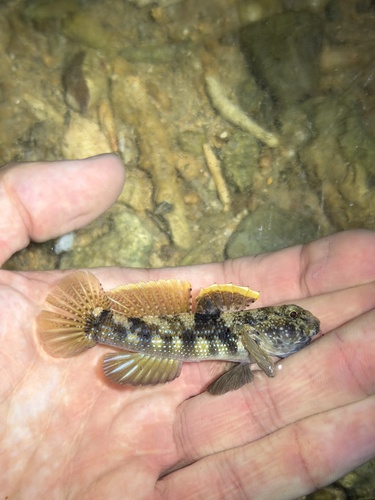 Bathygobius fuscus observed 2026-10-25