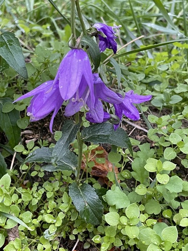 Campanula rapunculoides observed 2026-10-25
