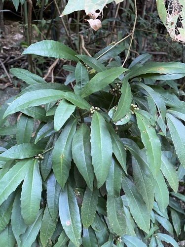 Ardisia cornudentata observed 2026-10-09