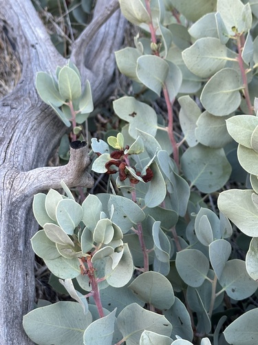 Arctostaphylos glauca observed 2026-10-24