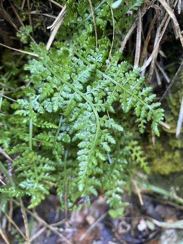 Asplenium fontanum, 2026-10-23