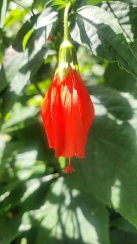 Malvaviscus penduliflorus observed 2026-10-25
