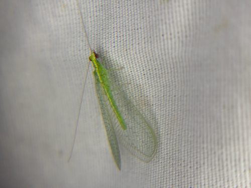 Red-lipped Green Lacewing