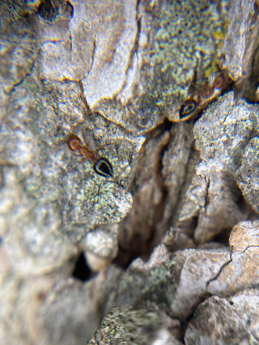 Shiny Acrobat Ant