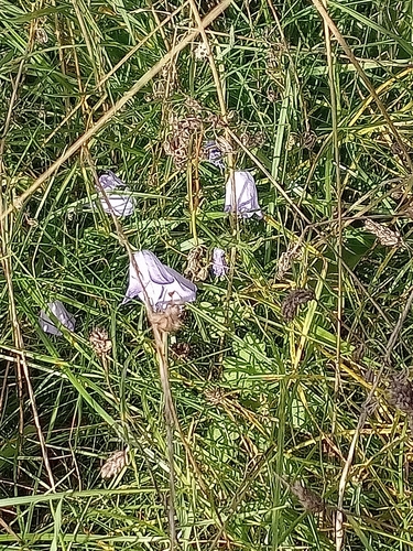 Campanula rotundifolia observed 2026-10-25