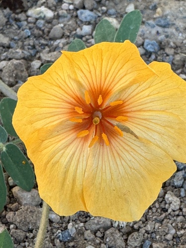 Arizona poppy