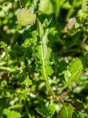 Rorippa amphibia