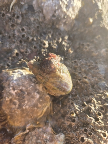 Buccinum undatum observed 2026-10-25
