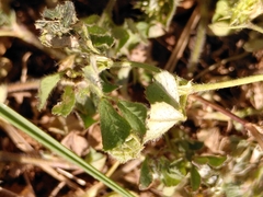 Medicago rigidula