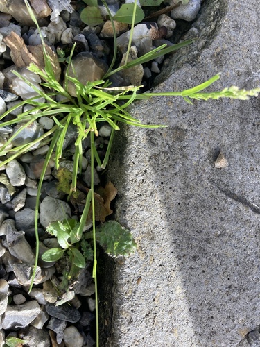Poa annua observed 2026-10-25