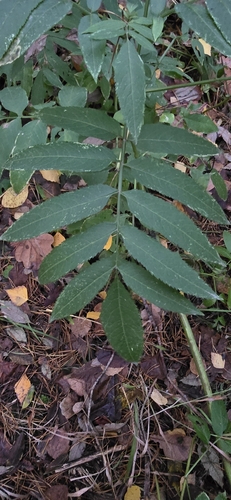 Sambucus ebulus observed 2026-10-25