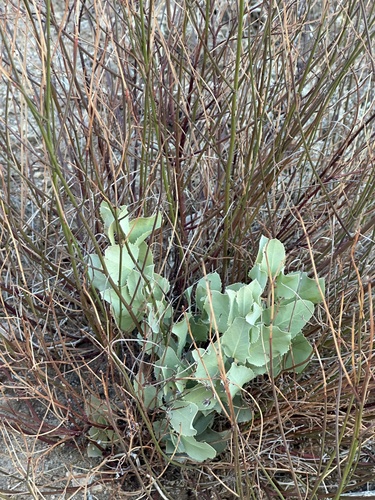 Arctostaphylos glauca observed 2026-10-24