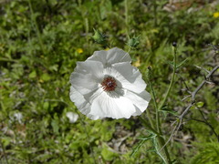 Argemone polyanthemos