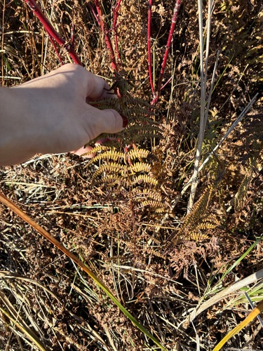 Thelypteris palustris observed 2026-10-25
