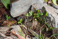 Ranunculus formosa-montanus