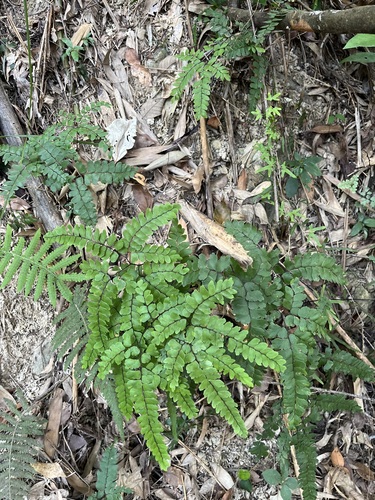 Adiantum flabellulatum observed 2026-10-09