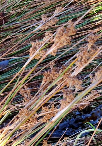 Juncus maritimus observed 2026-10-25