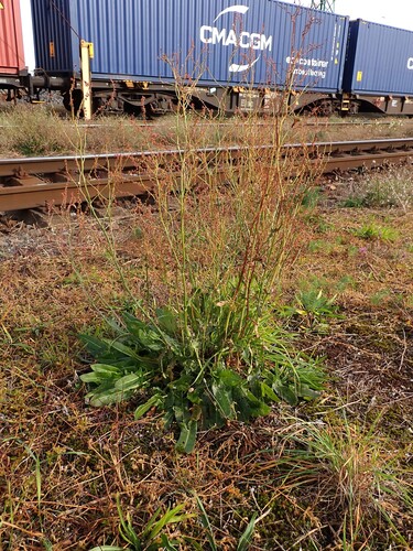 Rumex acetosa observed 2026-10-25