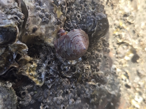 Calliostoma zizyphinum observed 2026-10-25