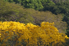 Handroanthus guayacan image