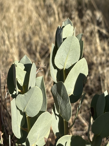 Arctostaphylos glauca observed 2026-10-24
