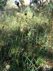 Eryngium purpusii