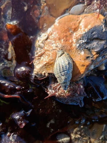 Tritia reticulata observed 2026-10-25