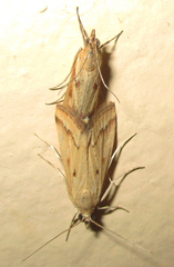 Achyra coelatalis