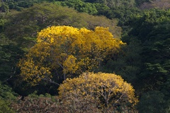 Handroanthus guayacan