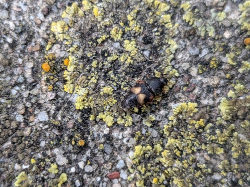 Dried Fruit Beetle