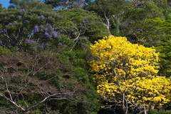 Handroanthus guayacan