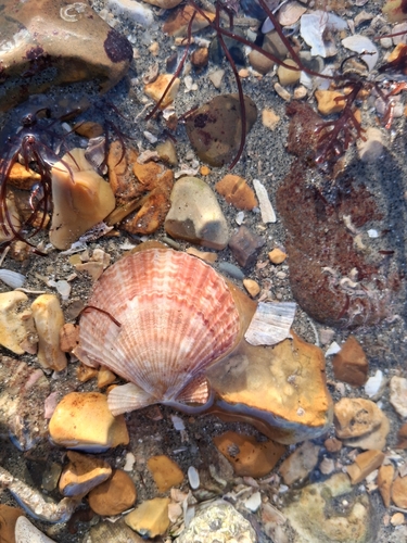 Aequipecten opercularis observed 2026-10-25