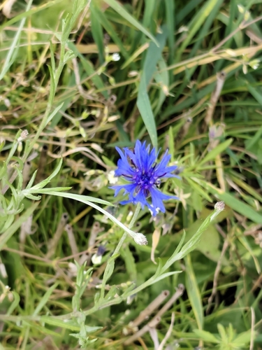 Centaurea cyanus observed 2026-10-25