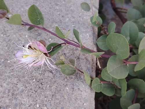 Capparis spinosa observed 2026-10-25