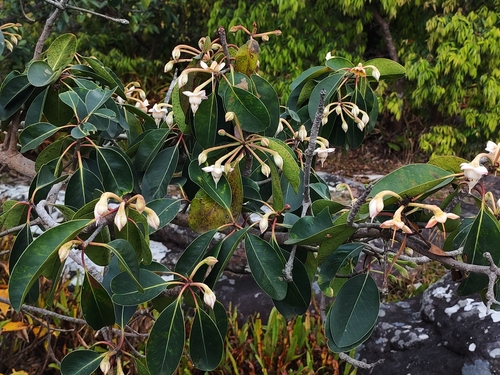 Anneslea fragrans observed 2026-10-25