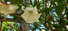 Brugmansia arborea