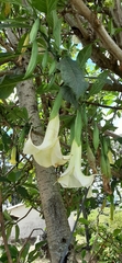 Brugmansia arborea