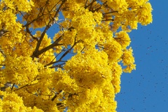 Handroanthus guayacan