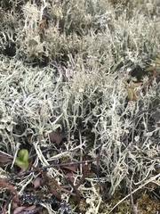 Cladonia amaurocraea