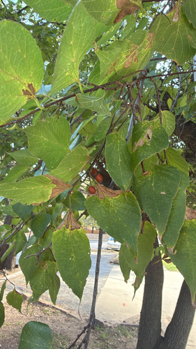 netleaf hackberry