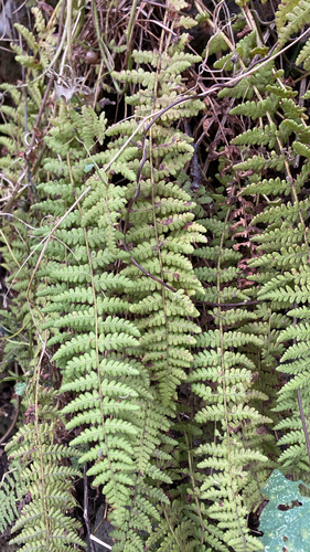 Woodsia observed 2026-10-24