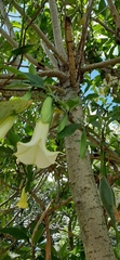 Brugmansia arborea