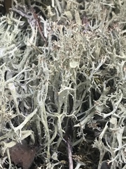 Cladonia amaurocraea