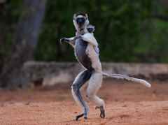 Verreaux's Sifaka photo 3