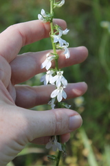 Lobelia appendiculata