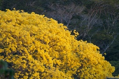 Handroanthus guayacan