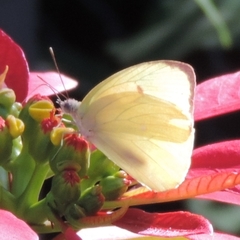 Aphrissa statira statira