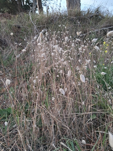 Lagurus ovatus observed 2026-10-25