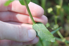 Lobelia appendiculata