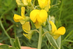 Crotalaria globifera